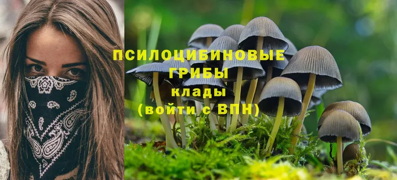 Псилоцибиновые грибы Psilocybine cubensis  даркнет сайт  Белокуриха 